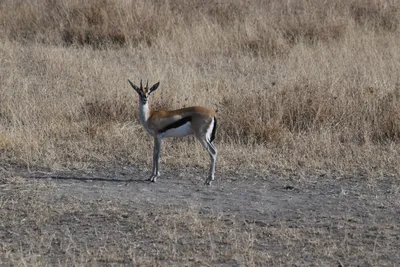 DSC_3386 (Large).JPG